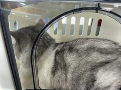 -顺强宠物诊所·狂犬免疫·夜诊·骨科(嘉定店)