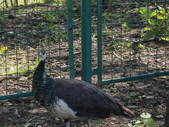 -北京麋鹿生态实验中心