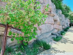 -北京西山国家森林公园