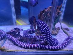 -太平洋海底世界