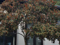 -杭州西湖柳莺里酒店