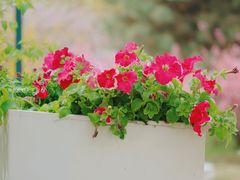 -北京国际鲜花港