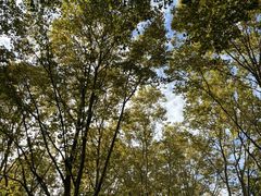 -上海共青森林公园