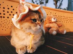 -三圣花乡旅游区