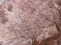-杏花村文化旅游区