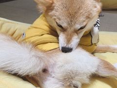 -逗柴咖啡屋·狗咖猫咖宠物桌游