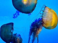 -太平洋海底世界