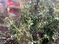 -上海昆虫博物馆