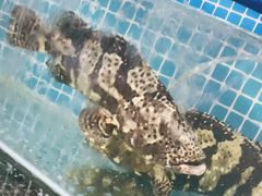 -范饭椰林川湘味海鲜·椰子鸡(三亚湾椰梦长廊店)
