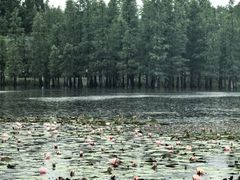 -白鹭湾湿地公园