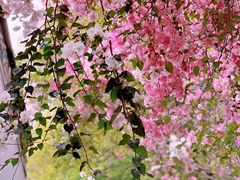 -深圳国际园林花卉博览园