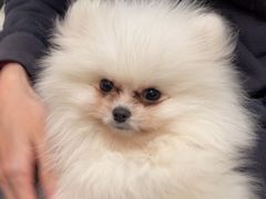 -瑞派康怡24h宠物医院·犬猫医疗中心·微创绝育(瑞景分院)
