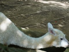 -清迈夜间动物园