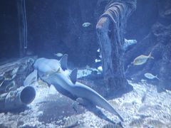 -太平洋海底世界