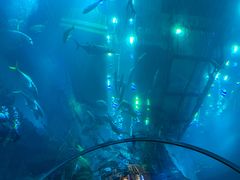 -迪拜水族馆及水下动物园