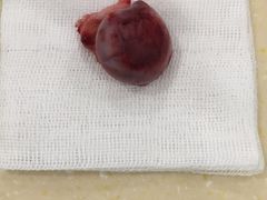 -骐奇宠物诊疗中心(南亭公路店)