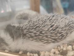 -中环花鸟鱼虫市场