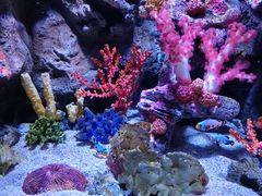-暹罗海洋世界