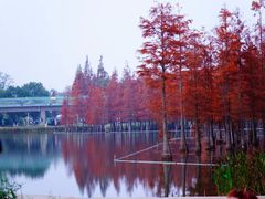 -白鹭湾湿地公园