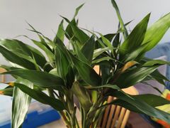 -必胜客(漕宝路店)