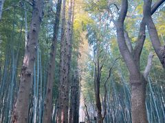 -同里国家湿地公园