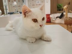 -COLOR PETS 撸猫馆·购猫·猫咖(长风大悦城店)