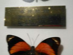 -上海昆虫博物馆