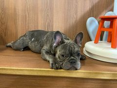 -柯斗斗主题餐厅·狗咖·围炉煮茶·茶饮(国瑞升平里店)