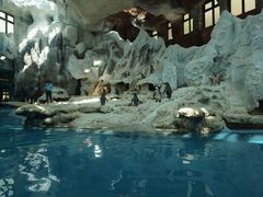 -帝企鹅自助餐厅•儿童岛•真企鹅(长隆企鹅酒店)