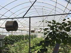 -庞各庄翠芳园西瓜蔬菜基地采摘园