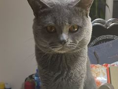 -瑞派宠物医院·中兽医专科(中央商城分院)