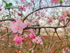 -顾村公园