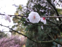 -南山植物园