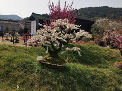 -香雪海