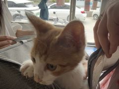 -宠颐生宠物医院·犬猫全科·皮肤科(商业街店)