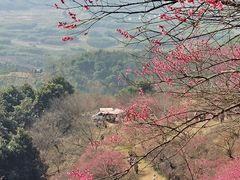 -新建村梅花