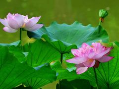 -陈家山荷花公园