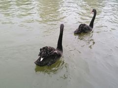 android_upload_pic-钓鱼台国宾馆