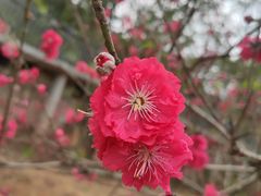 -南国桃园旅游度假区