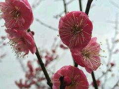 android_upload_pic-香雪海