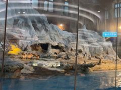 -帝企鹅自助餐厅•儿童岛•真企鹅(长隆企鹅酒店)