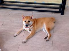 -柴犬高等学院·狗咖·柴犬售卖·宠物训练