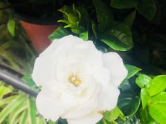 -永和大王(茉莉上新·星塘街店)