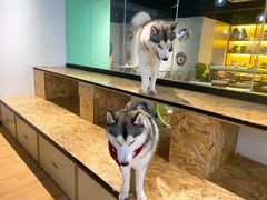 -Husky Go! 哈士奇体验馆·宠物咖啡厅狗咖