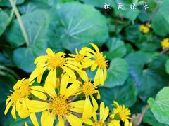 -和平公园