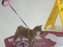 -御宝贝24h宠物医院·转诊中心·CT核磁血透中心(厦门总院)