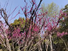 -青枫公园