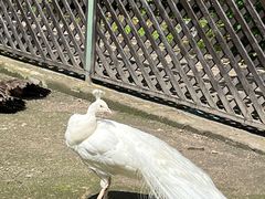 -横道河子东北虎林园