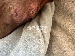 -美联众合动物医院·24h转诊中心