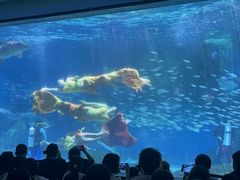 -海合安成都极地海洋公园